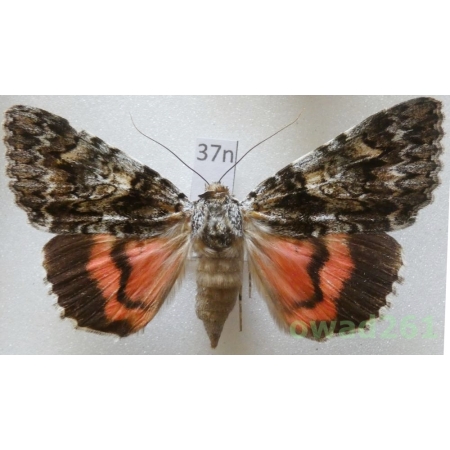 Catocala promissa (Denis & Schiffermüller, 1775) Czech37n